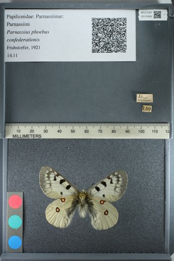 Media type: image;   Entomology 174356